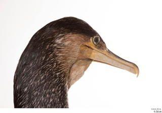 Double-crested cormorant Phalacrocorax auritus head 0010.jpg